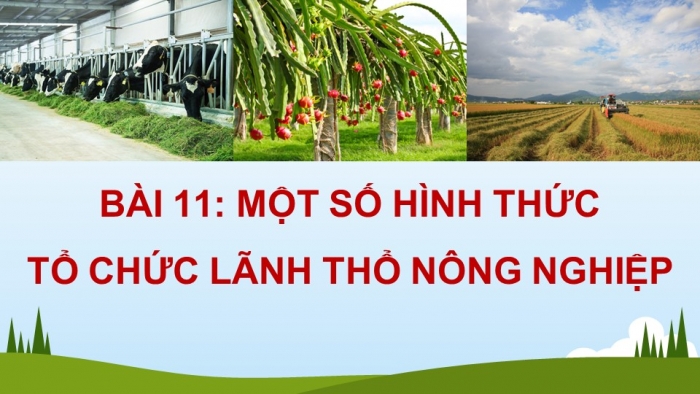 Giáo án điện tử Địa lí 12 cánh diều Bài 11: Một số hình thức tổ chức lãnh thổ nông nghiệp