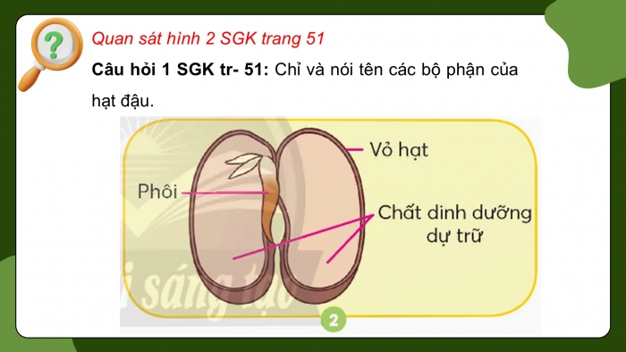 Giáo án điện tử Khoa học 5 chân trời Bài 14: Sự lớn lên và phát triển của thực vật