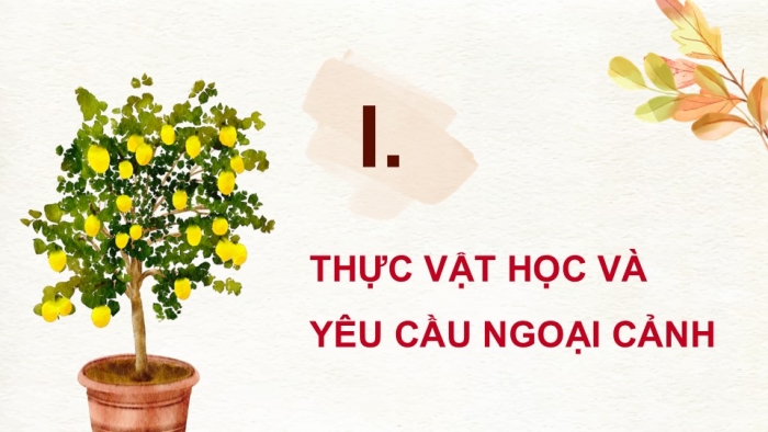 Giáo án điện tử Công nghệ 9 Trồng cây ăn quả Kết nối Bài 3: Kĩ thuật trồng và chăm sóc cây ăn quả có múi