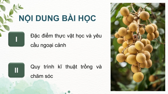 Giáo án điện tử Công nghệ 9 Trồng cây ăn quả Kết nối Bài 4: Kĩ thuật trồng và chăm sóc cây nhãn