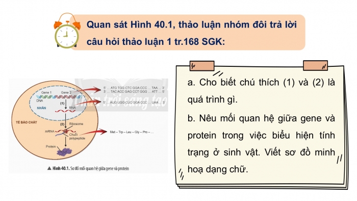 Giáo án điện tử KHTN 9 chân trời - Phân môn Sinh học Bài 40: Từ gene đến tính trạng