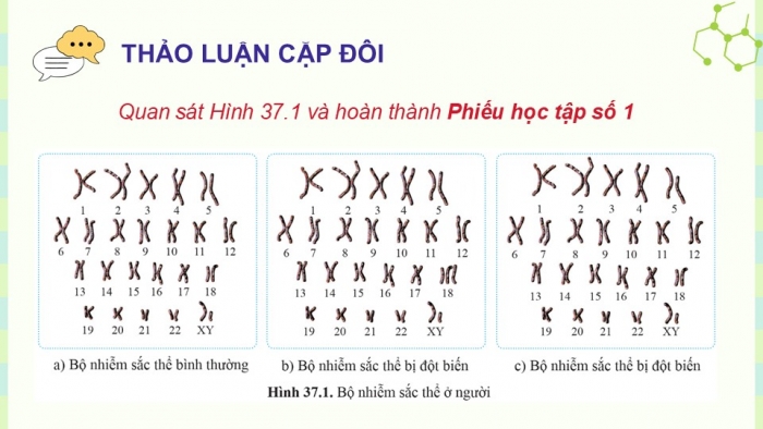 Giáo án điện tử KHTN 9 cánh diều - Phân môn Sinh học Bài 37: Đột biến nhiễm sắc thể