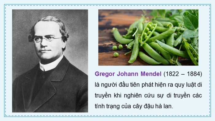 Giáo án điện tử KHTN 9 cánh diều - Phân môn Sinh học Bài 38: Quy luật di truyền của Mendel