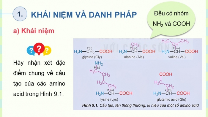 Giáo án điện tử Hoá học 12 kết nối Bài 9: Amino acid và peptide