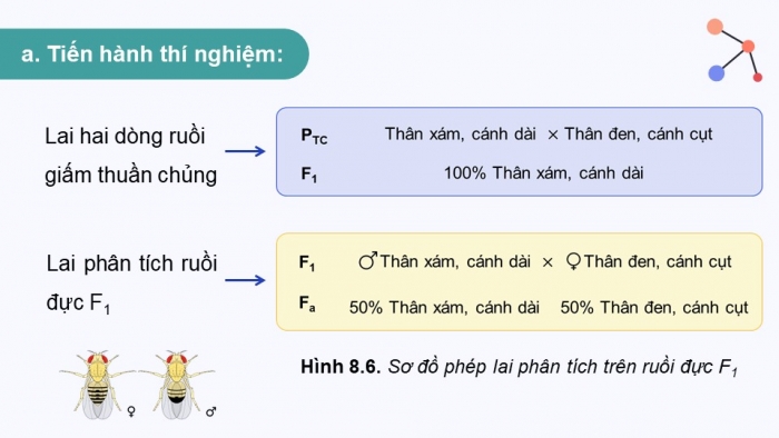 Giáo án điện tử Sinh học 12 chân trời Bài 8: Các quy luật di truyền của Morgan và di truyền giới tính (P2)