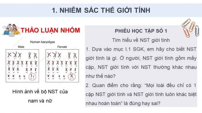 Giáo án điện tử Sinh học 12 kết nối Bài 10: Di truyền giới tính và di truyền liên kết với giới tính