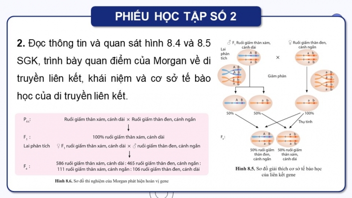 Giáo án điện tử Sinh học 12 cánh diều Bài 8: Di truyền liên kết giới tính, liên kết gene và hoán vị gene (P2)