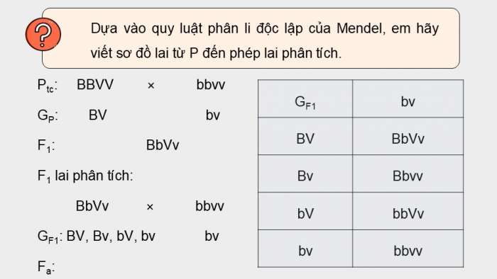 Giáo án điện tử Sinh học 12 kết nối Bài 11: Liên kết gene và hoán vị gene