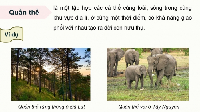 Giáo án điện tử Sinh học 12 kết nối Bài 18: Di truyền quần thể