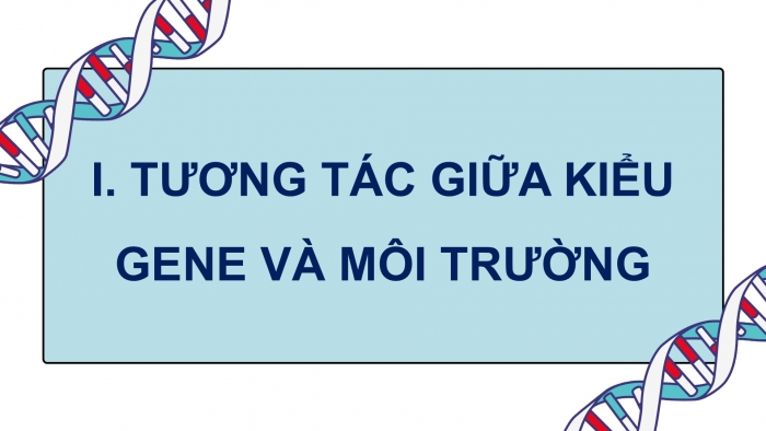 Giáo án điện tử Sinh học 12 cánh diều Bài 10: Mối quan hệ giữa kiểu gene, môi trường và kiểu hình