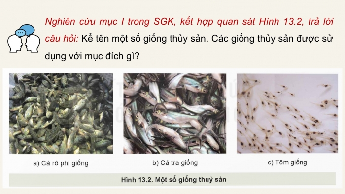 Giáo án điện tử Công nghệ 12 Lâm nghiệp - Thủy sản Kết nối Bài 13: Vai trò của giống thủy sản