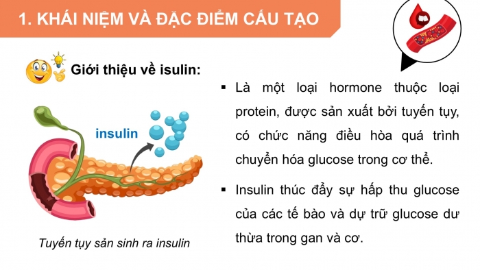 Giáo án điện tử Hoá học 12 kết nối Bài 10: Protein và enzyme