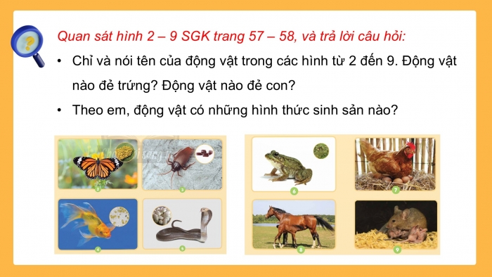 Giáo án điện tử Khoa học 5 chân trời Bài 15: Sự sinh sản của động vật