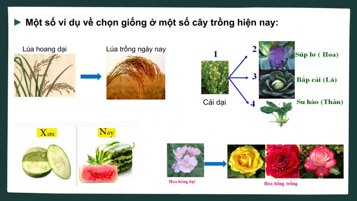 Giáo án điện tử Sinh học 12 chân trời Bài 12: Thành tựu chọn, tạo giống bằng phương pháp lai hữu tính