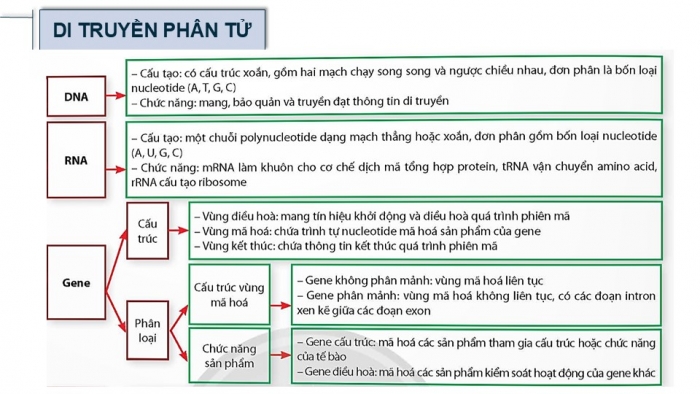 Giáo án điện tử Sinh học 12 chân trời Bài Ôn tập Chương 1