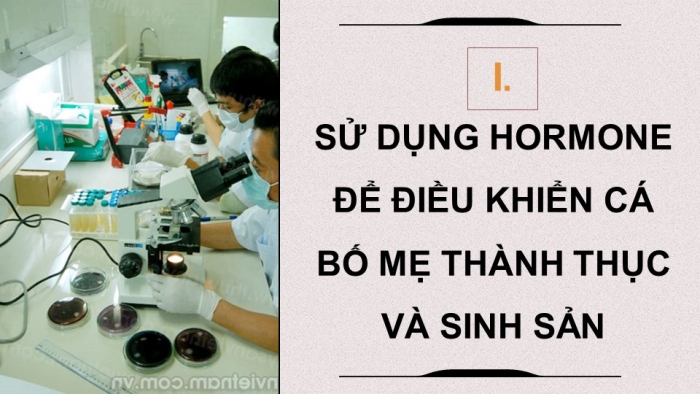 Giáo án điện tử chuyên đề Công nghệ 12 Lâm nghiệp Thuỷ sản Kết nối Bài 7: Ứng dụng công nghệ sinh học trong sản xuất giống thuỷ sản