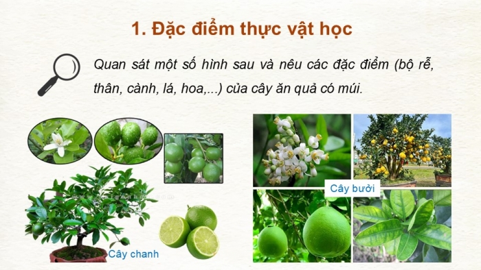 Giáo án điện tử Công nghệ 9 Trồng cây ăn quả Kết nối Bài 3: Kĩ thuật trồng và chăm sóc cây ăn quả có múi