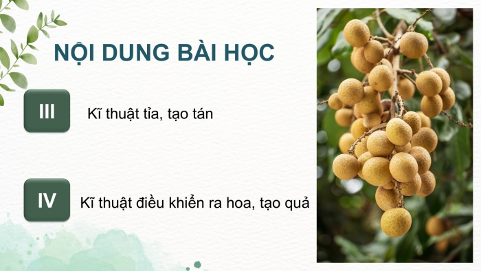 Giáo án điện tử Công nghệ 9 Trồng cây ăn quả Kết nối Bài 4: Kĩ thuật trồng và chăm sóc cây nhãn