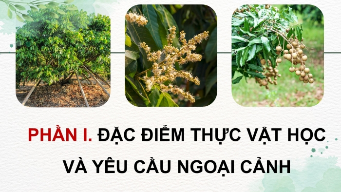 Giáo án điện tử Công nghệ 9 Trồng cây ăn quả Kết nối Bài 4: Kĩ thuật trồng và chăm sóc cây nhãn