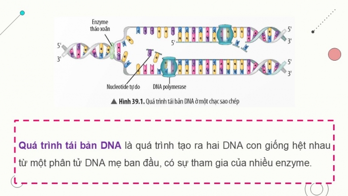 Giáo án điện tử KHTN 9 chân trời - Phân môn Sinh học Bài 39: Quá trình tái bản, phiên mã và dịch mã