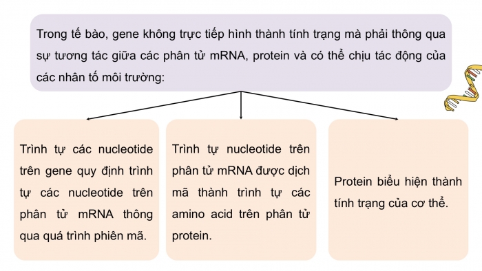 Giáo án điện tử KHTN 9 chân trời - Phân môn Sinh học Bài 40: Từ gene đến tính trạng