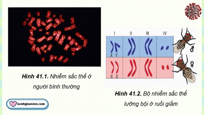 Giáo án điện tử KHTN 9 chân trời - Phân môn Sinh học Bài 41: Cấu trúc nhiễm sắc thể và đột biến nhiễm sắc thể