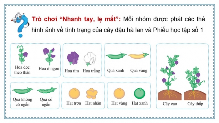 Giáo án điện tử KHTN 9 cánh diều - Phân môn Sinh học Bài 38: Quy luật di truyền của Mendel