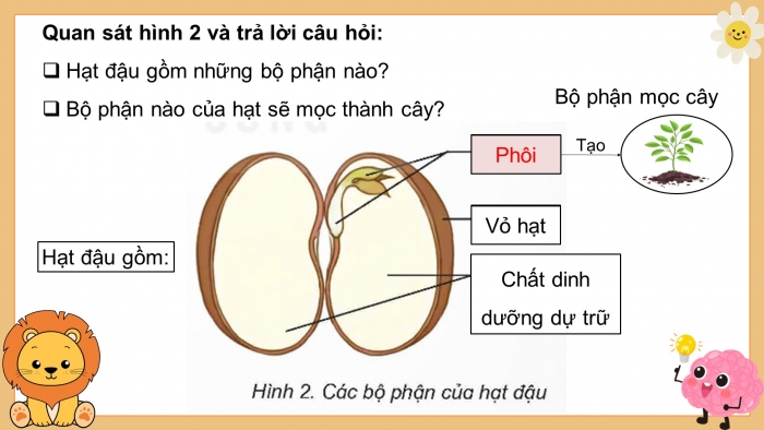 Giáo án điện tử Khoa học 5 kết nối Bài 14: Sự phát triển của cây con