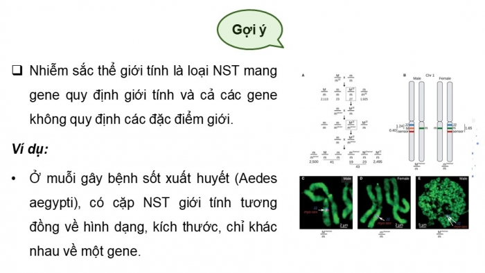 Giáo án điện tử Sinh học 12 kết nối Bài 10: Di truyền giới tính và di truyền liên kết với giới tính