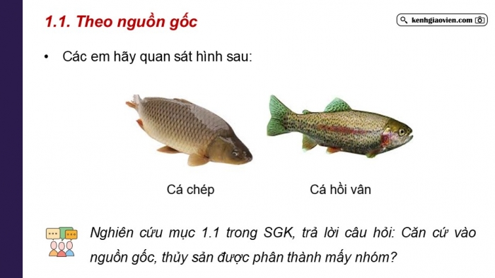 Giáo án điện tử Công nghệ 12 Lâm nghiệp Thủy sản Cánh diều Bài 10: Các nhóm thuỷ sản và phương thức nuôi phổ biến