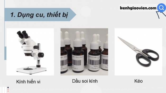 Giáo án điện tử Sinh học 12 kết nối Bài 14: Thực hành Quan sát một số dạng đột biến nhiễm sắc thể