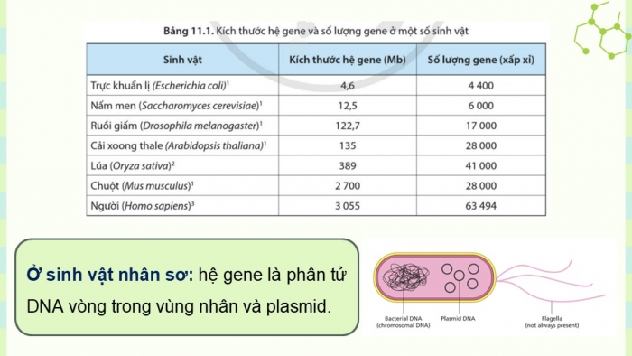 Giáo án điện tử Sinh học 12 cánh diều Bài 11: Hệ gene, công nghệ gene và ứng dụng