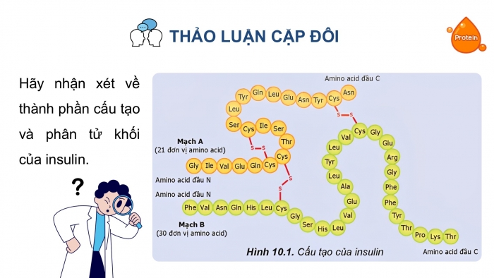 Giáo án điện tử Hoá học 12 kết nối Bài 10: Protein và enzyme