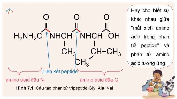 Giáo án điện tử Hóa học 12 cánh diều Bài 7: Peptide, protein và enzyme