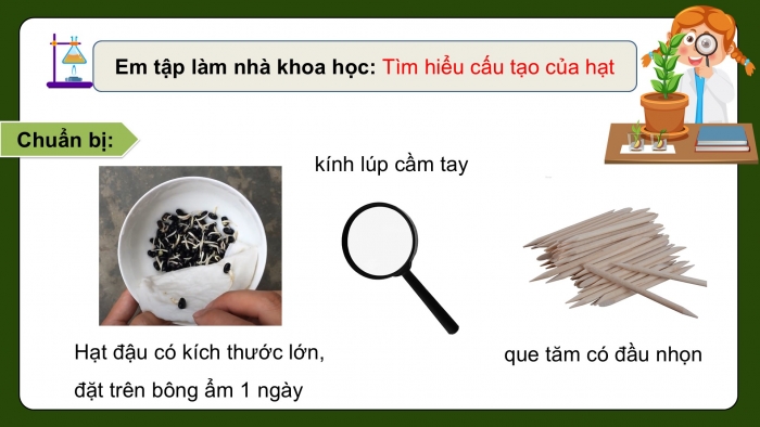 Giáo án điện tử Khoa học 5 chân trời Bài 14: Sự lớn lên và phát triển của thực vật