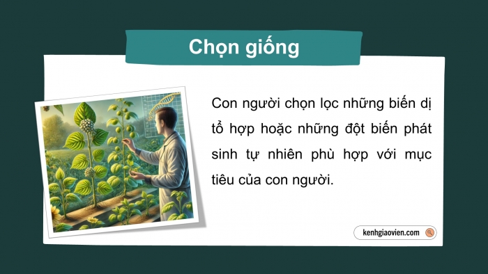 Giáo án điện tử Sinh học 12 chân trời Bài 12: Thành tựu chọn, tạo giống bằng phương pháp lai hữu tính