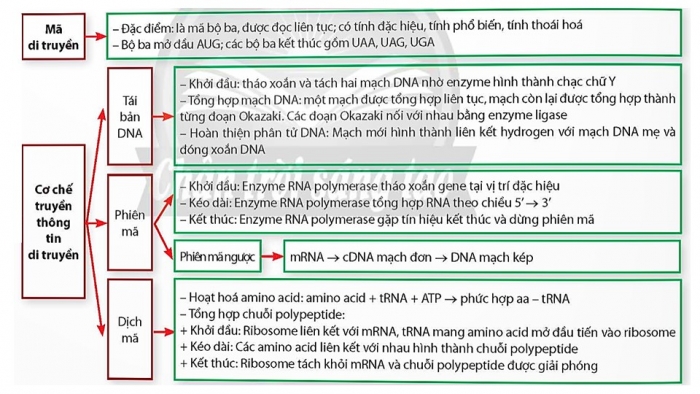 Giáo án điện tử Sinh học 12 chân trời Bài Ôn tập Chương 1