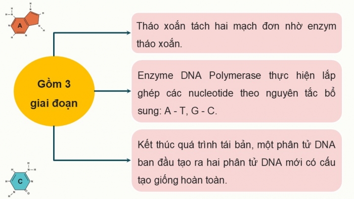 Giáo án điện tử KHTN 9 chân trời - Phân môn Sinh học Bài 39: Quá trình tái bản, phiên mã và dịch mã