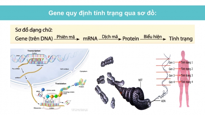 Giáo án điện tử KHTN 9 chân trời - Phân môn Sinh học Bài 40: Từ gene đến tính trạng