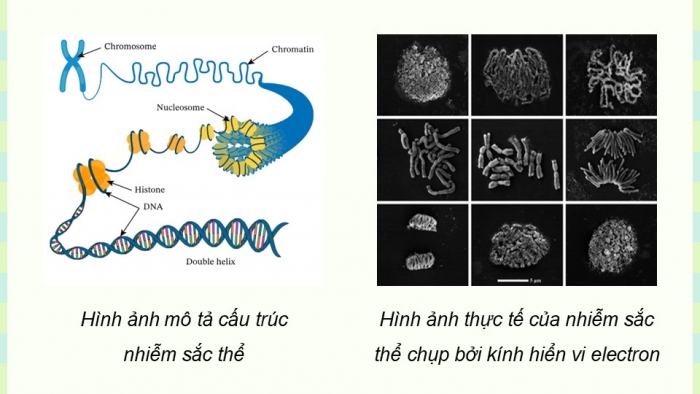 Giáo án điện tử KHTN 9 chân trời - Phân môn Sinh học Bài 41: Cấu trúc nhiễm sắc thể và đột biến nhiễm sắc thể