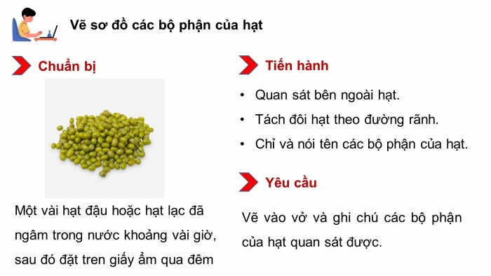 Giáo án điện tử Khoa học 5 kết nối Bài 14: Sự phát triển của cây con