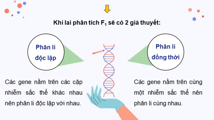 Giáo án điện tử Sinh học 12 chân trời Bài 8: Các quy luật di truyền của Morgan và di truyền giới tính (P2)