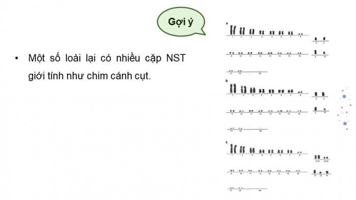 Giáo án điện tử Sinh học 12 kết nối Bài 10: Di truyền giới tính và di truyền liên kết với giới tính