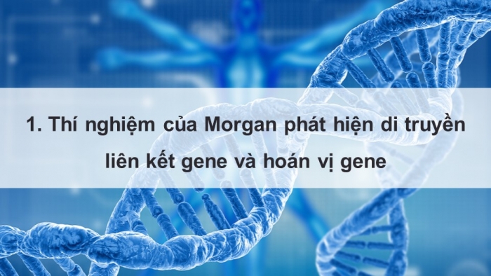 Giáo án điện tử Sinh học 12 cánh diều Bài 8: Di truyền liên kết giới tính, liên kết gene và hoán vị gene (P2)