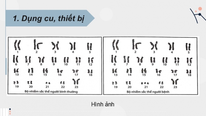 Giáo án điện tử Sinh học 12 kết nối Bài 14: Thực hành Quan sát một số dạng đột biến nhiễm sắc thể