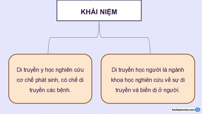 Giáo án điện tử Sinh học 12 kết nối Bài 13: Di truyền học người và di truyền y học