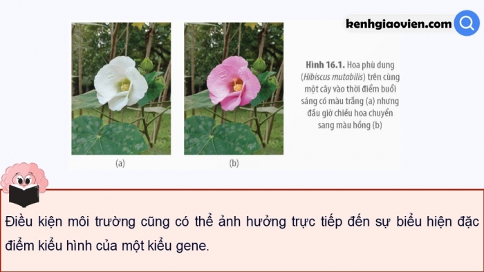 Giáo án điện tử Sinh học 12 kết nối Bài 16: Tương tác giữa kiểu gene với môi trường và thành tựu chọn giống