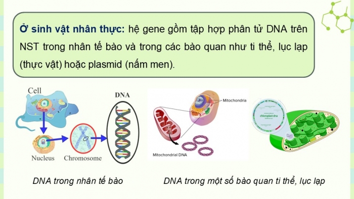 Giáo án điện tử Sinh học 12 cánh diều Bài 11: Hệ gene, công nghệ gene và ứng dụng