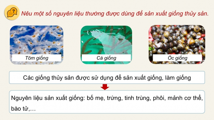 Giáo án điện tử Công nghệ 12 Lâm nghiệp - Thủy sản Kết nối Bài 13: Vai trò của giống thủy sản