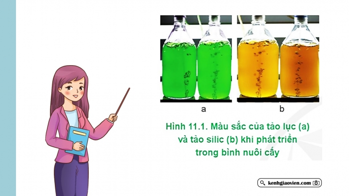 Giáo án điện tử Công nghệ 12 Lâm nghiệp Thủy sản Cánh diều Bài 11: Một số chỉ tiêu cơ bản của môi trường nuôi thuỷ sản